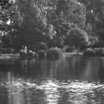 Stow Lake morning walks, SF 1967-68