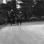 Stow Lake morning walks, SF 1967-68